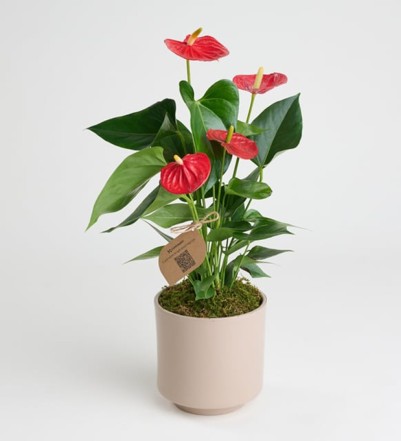Doğal  Antoryum - Flamingo Çiçeği